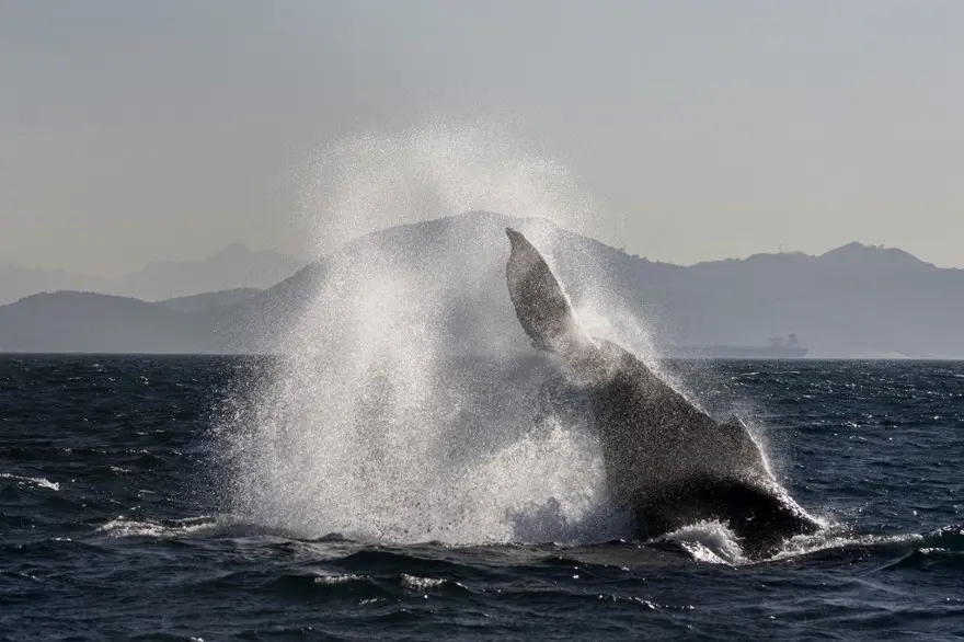 Kambur balinanın rekor kıran rotası: 13 bin kilometrelik yolculuk! 4