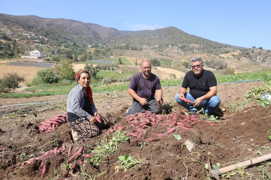 Kilosu 35 TL'ye satılıyor: Şifa deposu besinin hasadı başladı 2 Kilosu 35 TL'ye satılıyor: Şifa deposu besinin hasadı başladı 2