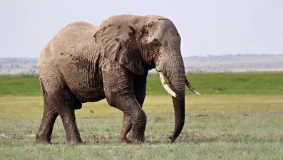 Nesli tükenme tehlikesi altında: Asya filleri koruma altına alındı