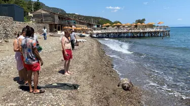 Assos'ta ölü caretta caretta sahile vurdu