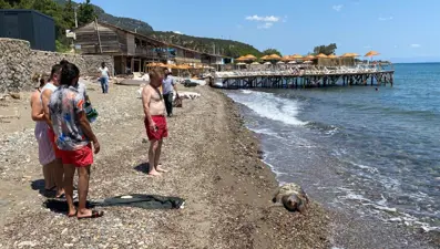 Assos'ta ölü caretta caretta sahile vurdu