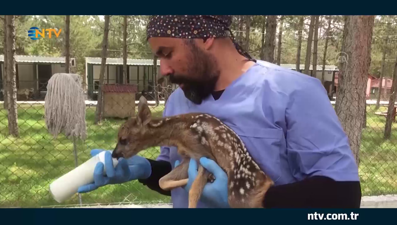 Karaca yavrusu biberonla besleniyor