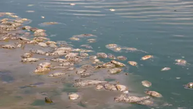 Edirne'de Kurtbey Göleti'nde balık ölümleri