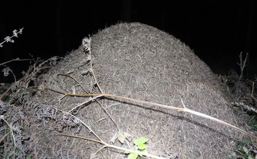 Gece yarısı kırmızı karınca operasyonu: Zararlı böcekleri yiyecek 1