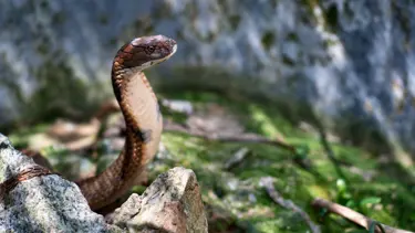 Hayvanat bahçesinden kaçtı, bir hafta sonra geri döndü
