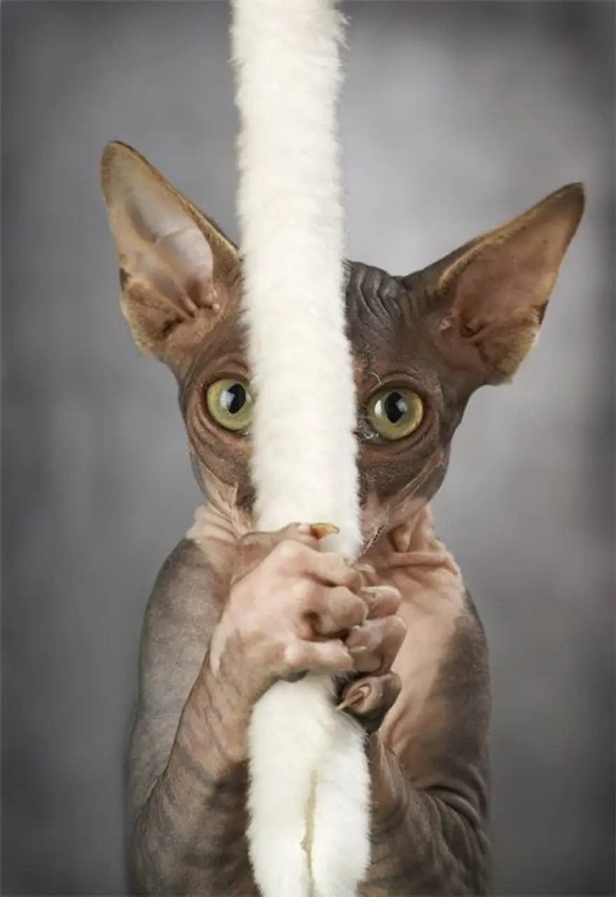 İnternetin yeni fenomenleri 91