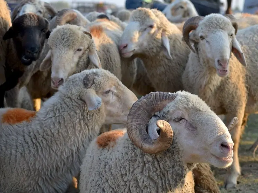 Kurban Bayramı 2025: Kurban kesmek farz mı? (10 soruda kurbanla ilgili merak edilenler) 