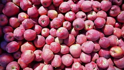 Ege'nin elma deposu: Üreticinin yüzünü güldürdü