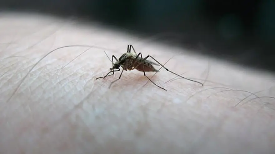AEDES SİVRİSİNEK ISIRIĞI NEDİR? 2