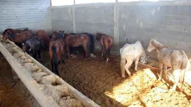 Adana'da, kesime hazırlanan 50 at ve eşek bulundu