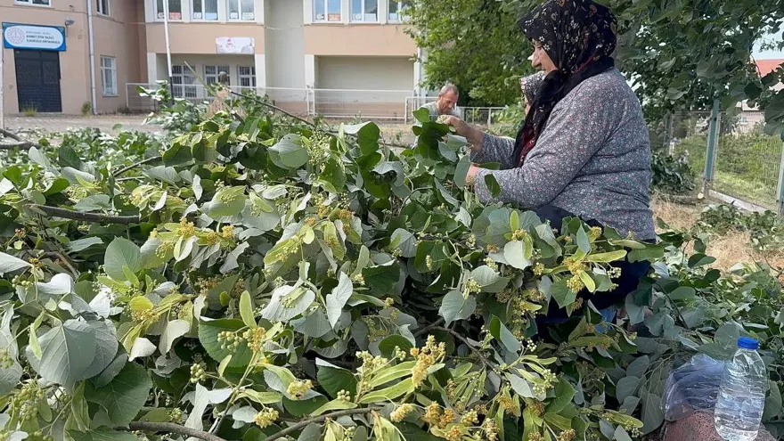 Çok faydası var, hasadı başladı: Bu yıl kilosu 2 bin 500 ila 3 bin lira arasında 1