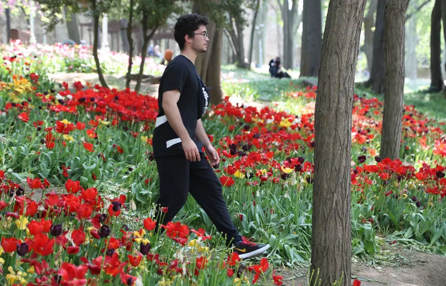 Gülhane Parkı'ndaki laleler talan edildi 4