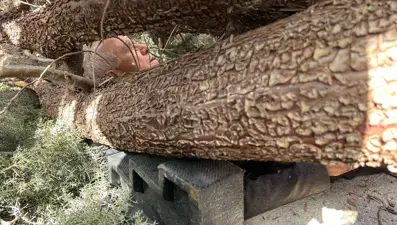 Seçimçalışmalarında kaza: Başkan adayının üzerine ağaç devrildi