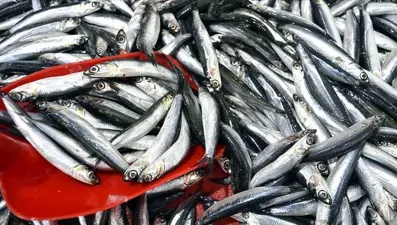Trabzon'da hamsinin kilogramı 200 liradan satılıyor