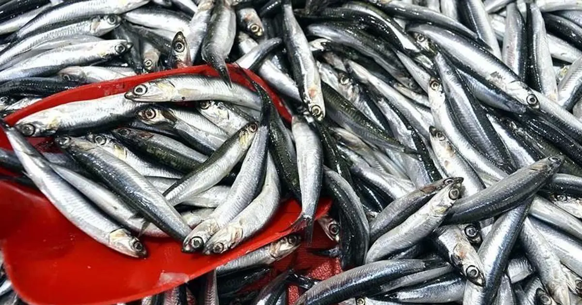 Marmara'da balık bolluğu: Balıkçılar Tekirdağ açıklarına akın etti