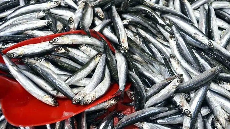 Marmara'da balık bolluğu: Balıkçılar Tekirdağ açıklarına akın etti