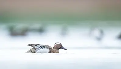 Türkiye'nin en önemli sulak alanlarından: Birçok kuş türüne ev sahipliği yapıyor