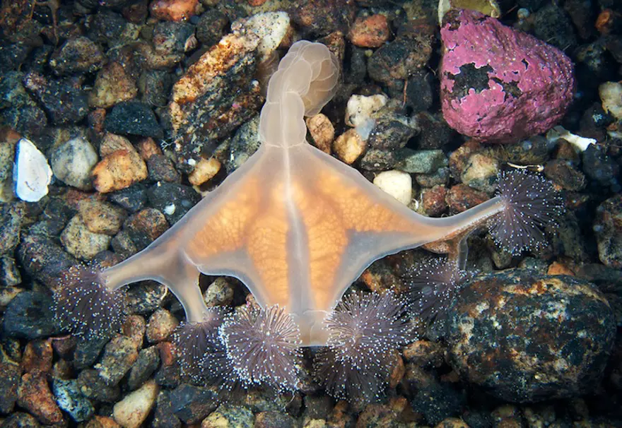 Beyaz Deniz'in harikaları 105