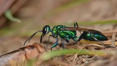 Zümrüt eşek arıları yaşlılığı durdurabilir mi?