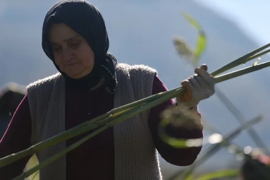 150yıllık mengenede sıkılan şeker kamışlarının pekmez yolculuğu 6 150yıllık mengenede sıkılan şeker kamışlarının pekmez yolculuğu 6