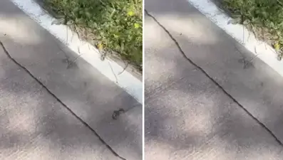 İstanbul'da tırtıl istilası başladı, uzmanlar uyardı: "Dokunulmamalı"