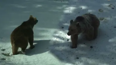 Çöplük, ayıları uykusundan etti: Yemek var, kış uykusu yok!