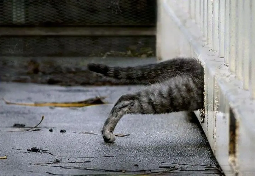 İnternetin yeni fenomenleri 34