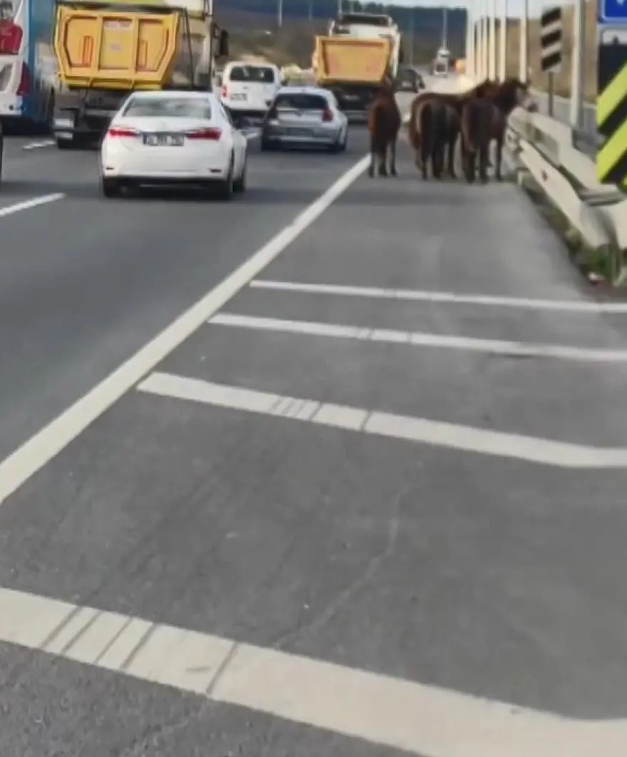 Trafikte başıboş atların yolculuğu kazayla bitti 