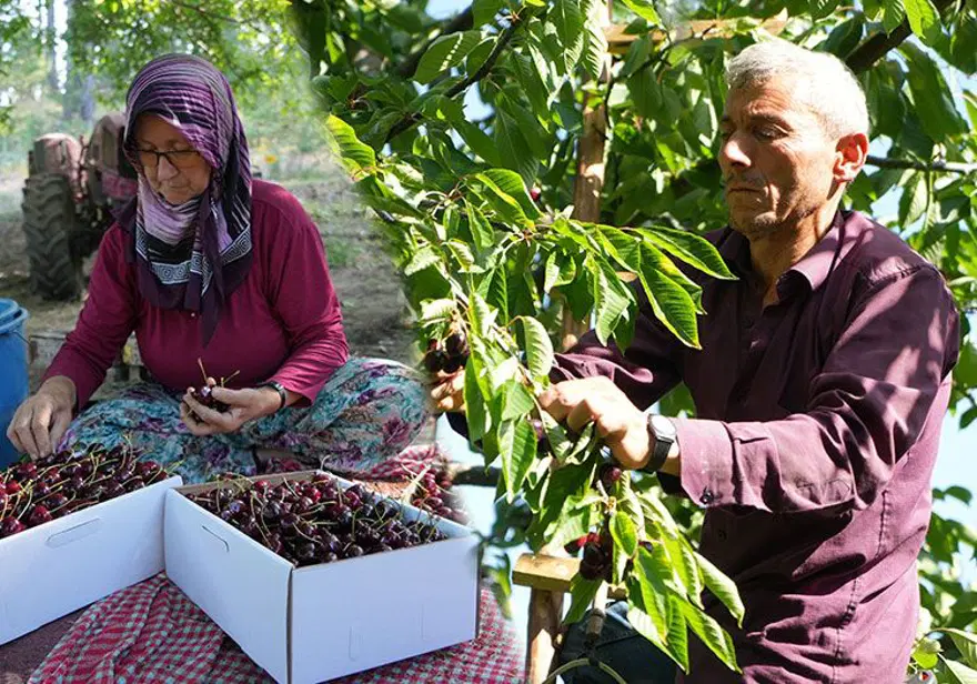 Kilosu 60 liradan alıcı buluyor! Bursa'dan dünyaya yayılıyor, 50 yıllık hikayesi var 