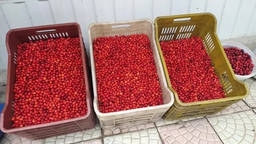 Dere yataklarından toplanan vitamin deposu: Pazarda gören alıyor 2