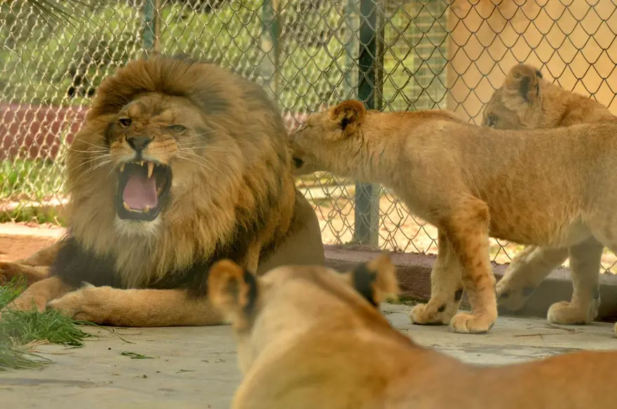 Yavru aslanlar babalarına kavuştu 