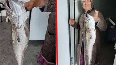 2,5 kilogramlık dev mezgit: Balıkçıların ağına takıldı