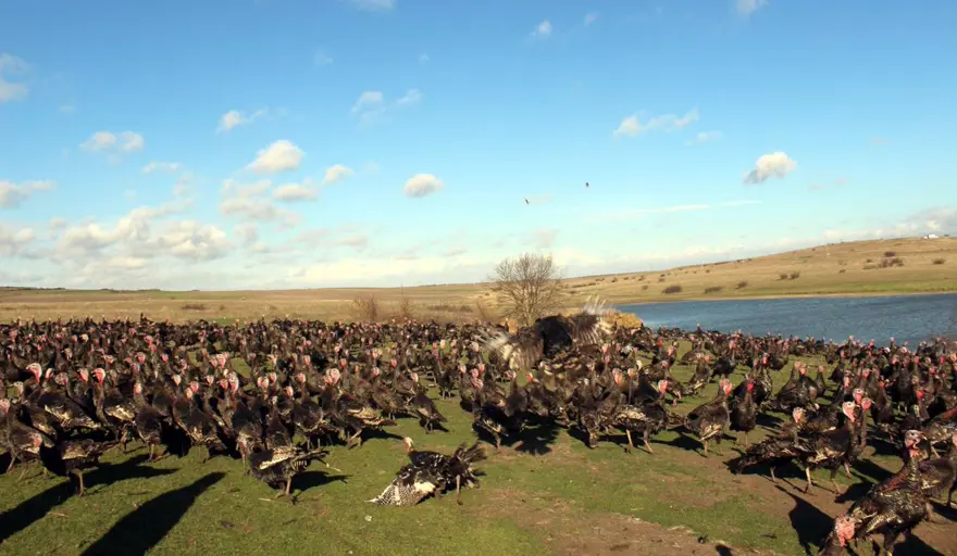 Yılbaşı hindileri satışa çıktı (Fiyatı kaç lira olacak?) 6