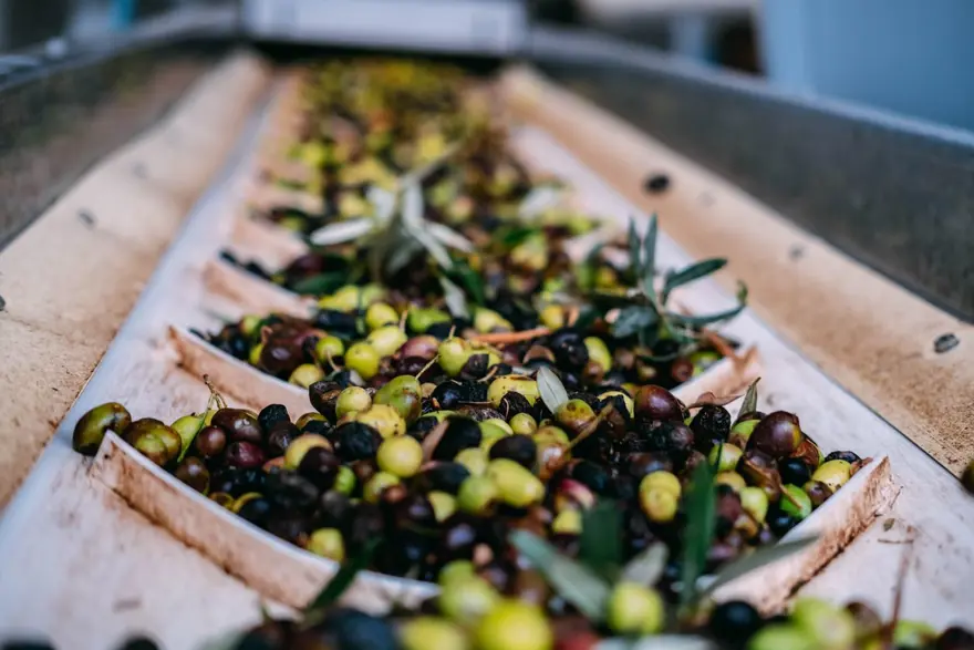 Köylüler merdiven tepelerinde sabahtan akşama kadar topluyor! Kalp hastalığı riskini azaltıp vücudu E vitaminine boğan besin 2 Köylüler merdiven tepelerinde sabahtan akşama kadar topluyor! Kalp hastalığı riskini azaltıp vücudu E vitaminine boğan besin 2