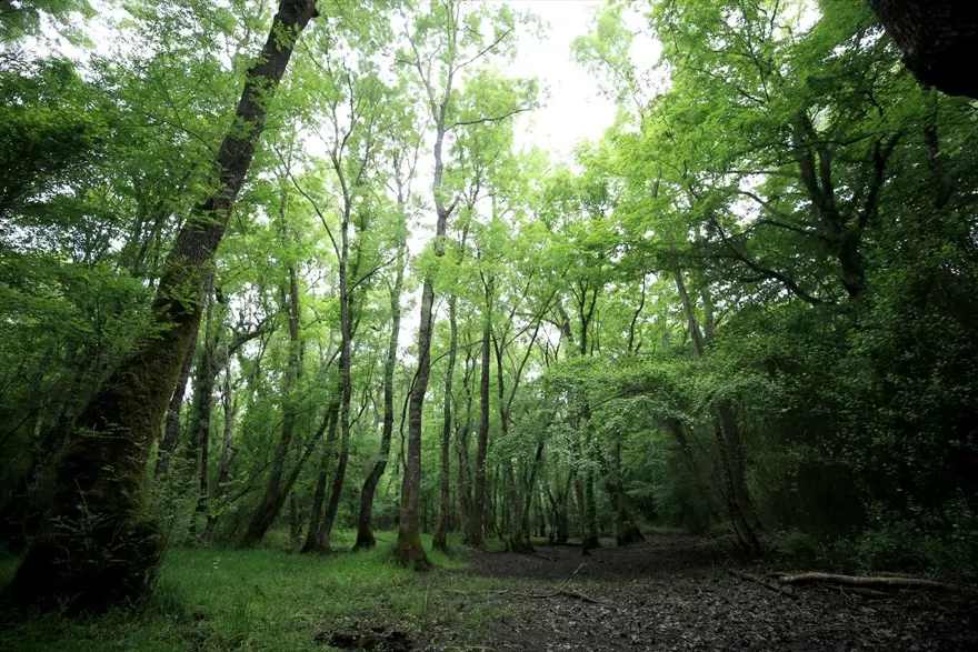 Trakya'nın saklı cenneti 'İğneada' ziyaretçilerini bekliyor: Üstelik İstanbul'a 3 saat uzaklıkta 9