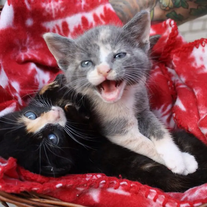 Hayatını kedileri kurtarmaya adadı 87