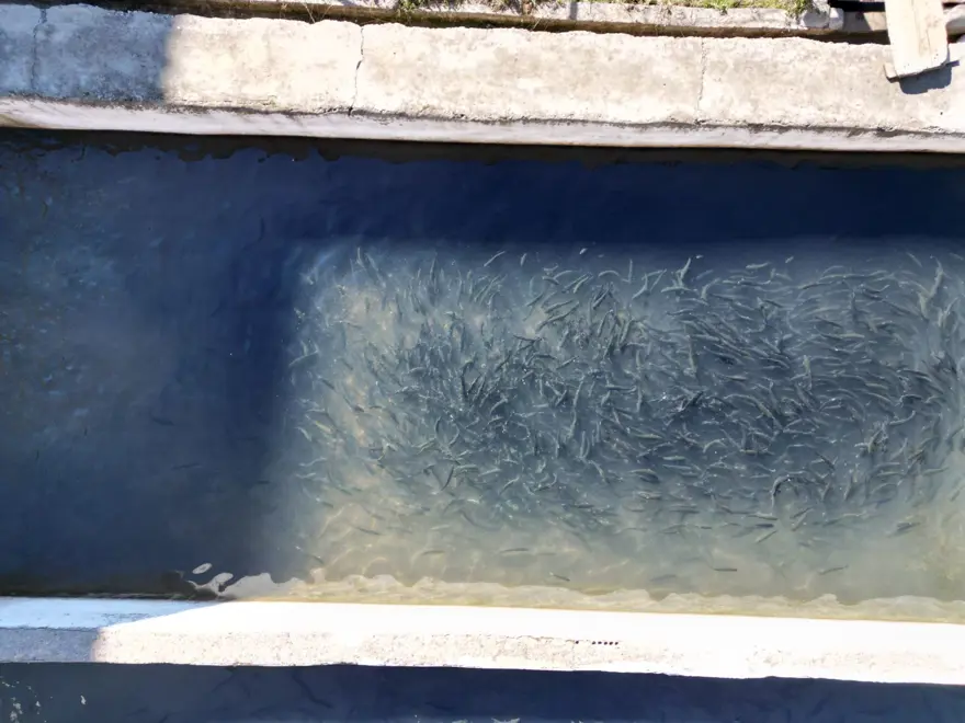 Sıfır noktasında 25 bin ton üretiyor: 5 aileye ekmek kapısı oluyor 1