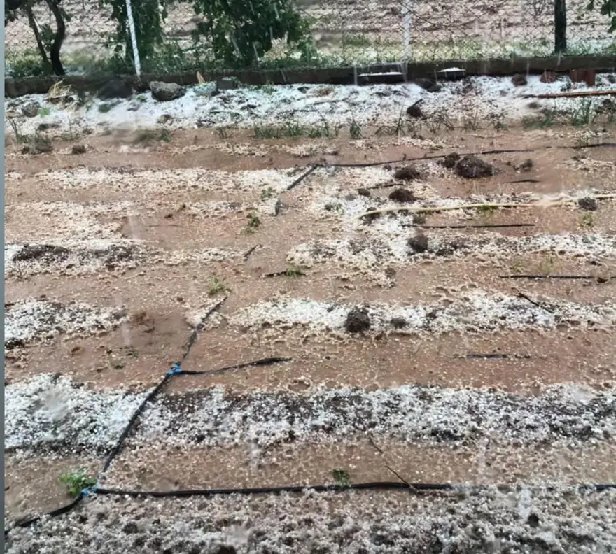 Dolu yağışı ekili arazileri beyaz örtüyle kapladı 1 Dolu yağışı ekili arazileri beyaz örtüyle kapladı 1