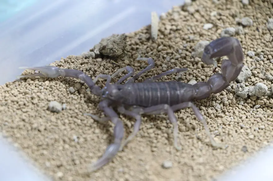 Şanlıurfa'da akrep çiftliği: Zehrinin litresi 10 milyon dolar 3 Şanlıurfa'da akrep çiftliği: Zehrinin litresi 10 milyon dolar 3