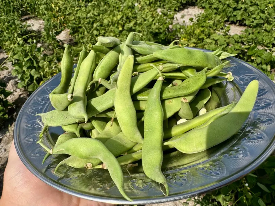 Ağrı'da yetişmez dediler: Yüksek verimiyle dikkat çekti 4