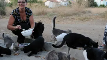 Sokak kedilerinin İngiliz annesi
