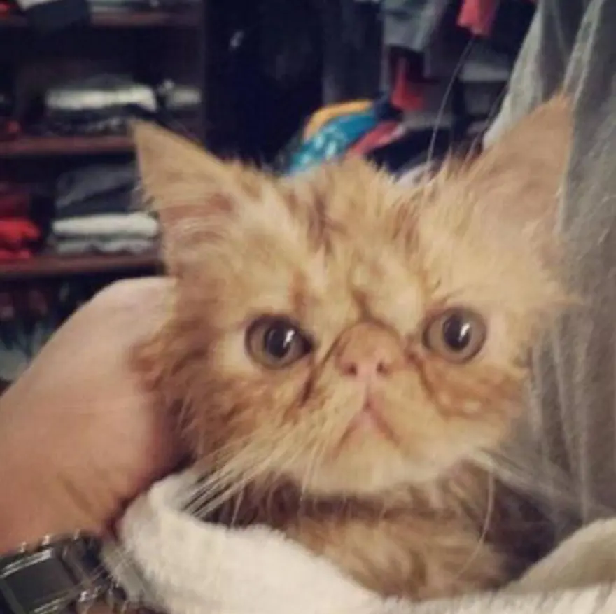 Yeni fenomen Bieber'ın kedisi 2
