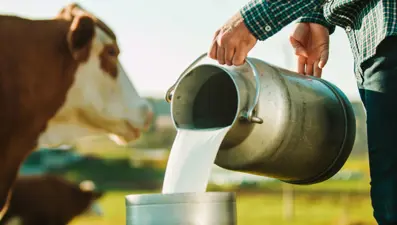 Toplanan inek sütü miktarı temmuzda arttı