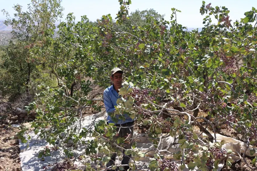 304 bin dekar alanda yetiştirildi: Hasadı başladı 1 304 bin dekar alanda yetiştirildi: Hasadı başladı 1