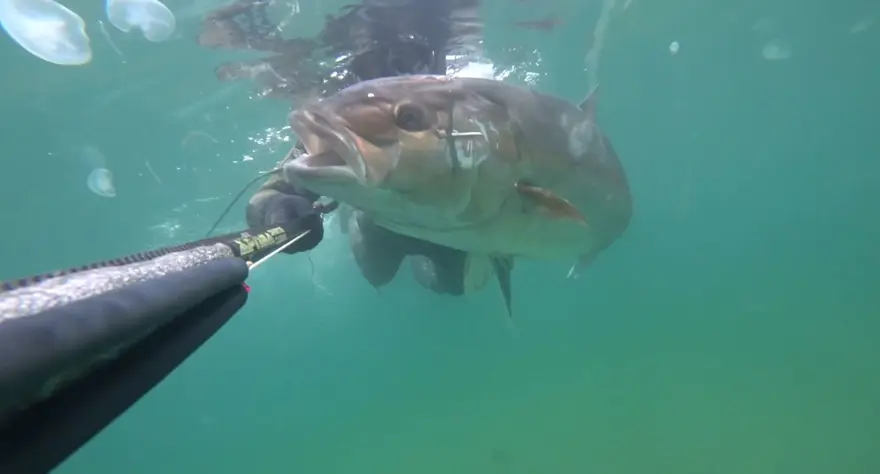 Çanakkale'de yakaladı, kıyıya çıkardı: 1.8 metre boyunda 63 kilogram 4