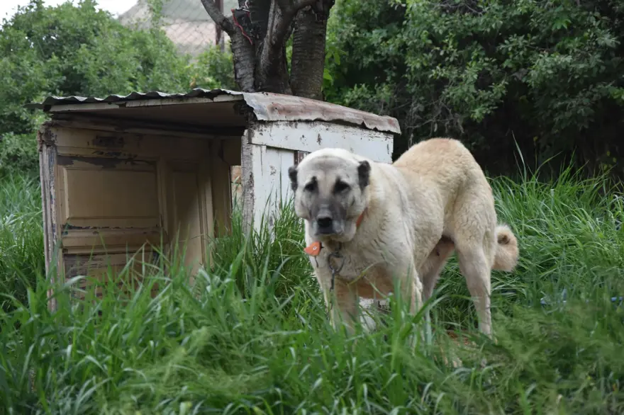 "KANGAL IRKINA BİR TEHDİT OLUŞTURUYOR" 4 "KANGAL IRKINA BİR TEHDİT OLUŞTURUYOR" 4