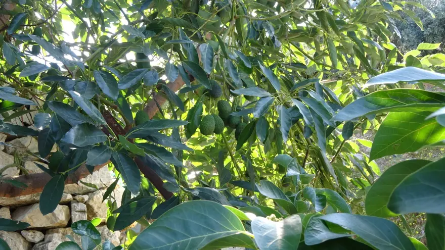 Tanesi 55, kilosu 200 lira: Bu yıl üreticinin yüzü güldü 6