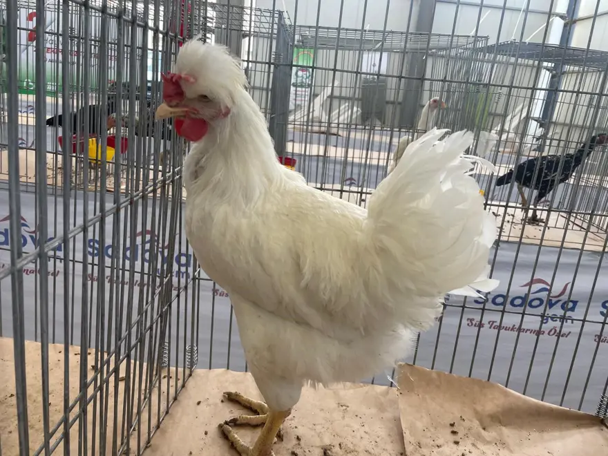 Karadeniz'in Gugullisi: Balıkesir'de ilgi odağı oldu Karadeniz'in Gugullisi: Balıkesir'de ilgi odağı oldu