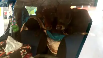 Rizeli yaylacı iki danayı otomobilinin arka koltuğunda yaylaya çıkardı