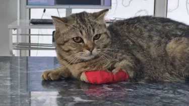 Düzce'den 420,3 ton kedi köpek maması ihraç edildi
